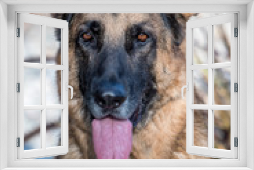 Fototapeta Naklejka Na Ścianę Okno 3D - German Shepherd Dog Looking Alert for a Portrait