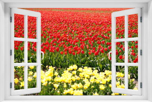 Fototapeta Naklejka Na Ścianę Okno 3D - field of blooming tulips.