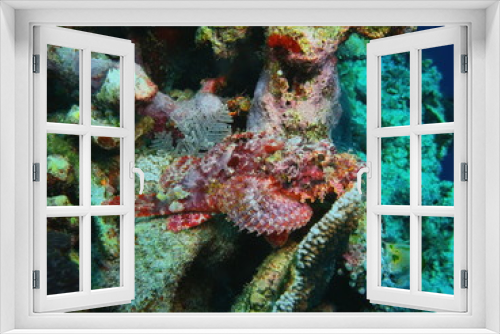 Fototapeta Naklejka Na Ścianę Okno 3D - The amazing and mysterious underwater world of Indonesia, North Sulawesi, Bunaken Island, scorpionfish