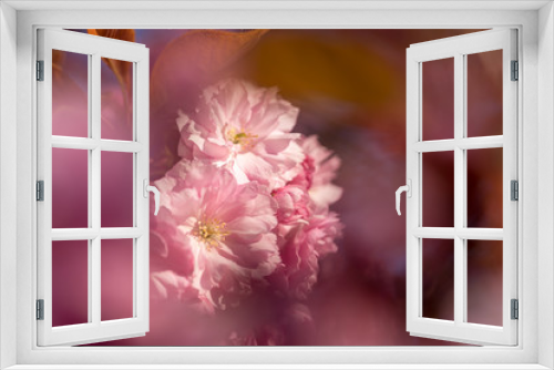 Fototapeta Naklejka Na Ścianę Okno 3D - Pink cherry tree blossoms, beautiful love background