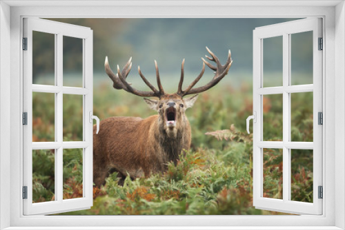 Fototapeta Naklejka Na Ścianę Okno 3D - Red deer stag calling during rutting season in autumn