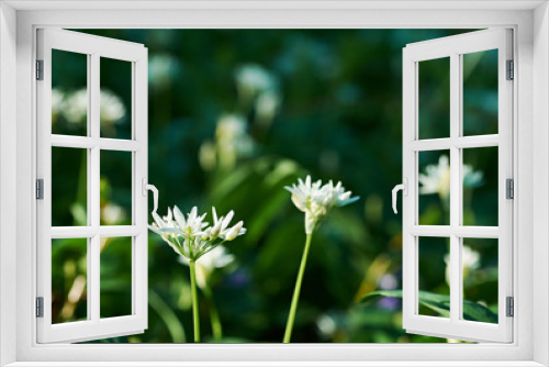 Fototapeta Naklejka Na Ścianę Okno 3D - A close-up photo of a flower of wild garlic in a meadow and in the forest on a sunny day
