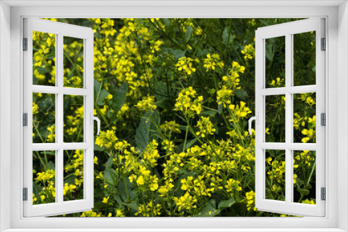 Fototapeta Naklejka Na Ścianę Okno 3D - medicinal fresh mustard plant and yellow flowers in nature,