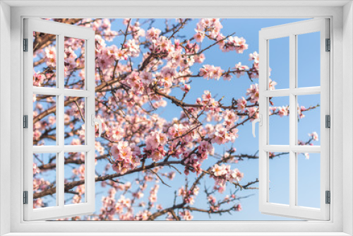 Fototapeta Naklejka Na Ścianę Okno 3D - Flowering almond