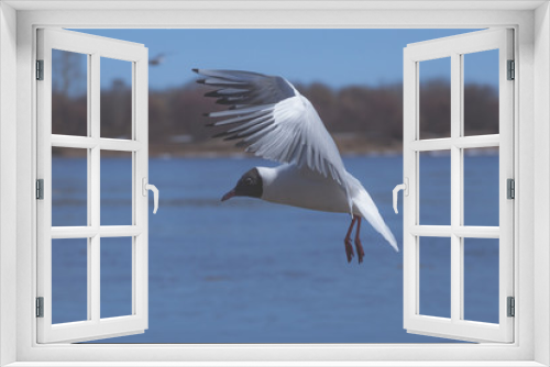 Fototapeta Naklejka Na Ścianę Okno 3D - seagull flies along the coast in search of food