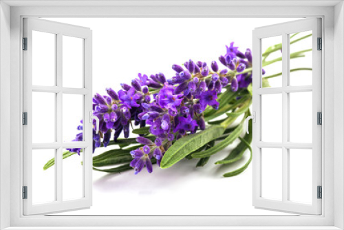 Fototapeta Naklejka Na Ścianę Okno 3D - Bunch of lavander isolated on white