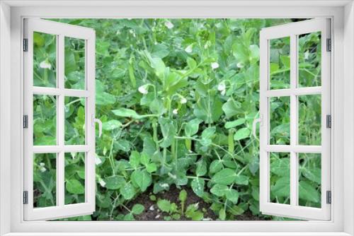 Fototapeta Naklejka Na Ścianę Okno 3D - peas in the garden