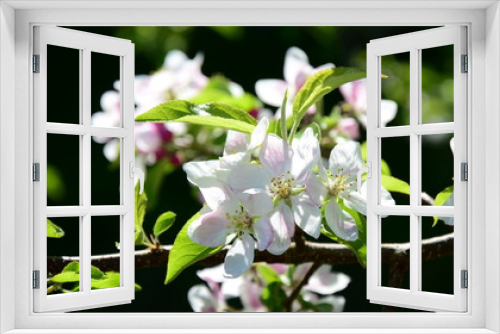 Fototapeta Naklejka Na Ścianę Okno 3D - Apfelblüte - Blütezeit - Obstbaumblüte