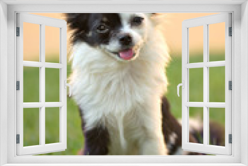 Fototapeta Naklejka Na Ścianę Okno 3D - Chihuahua a pelo lungo bianco e nero