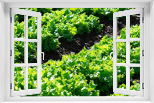 Fototapeta Naklejka Na Ścianę Okno 3D - Farm field with rows of young sprouts of green salad lettuce growing outside under greek sun.