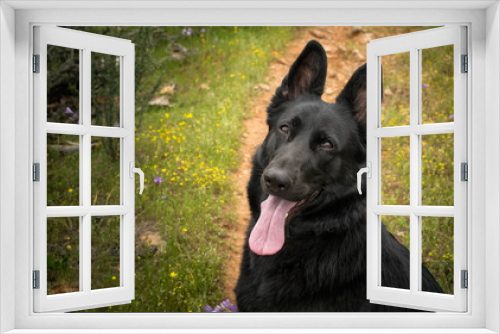 Fototapeta Naklejka Na Ścianę Okno 3D - Black German Shepherd