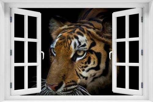 Fototapeta Naklejka Na Ścianę Okno 3D - Portrait of tiger.