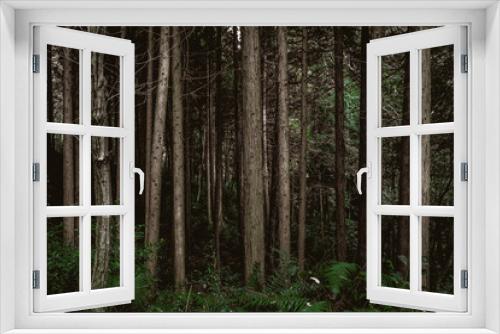 Fototapeta Naklejka Na Ścianę Okno 3D - 暗い森