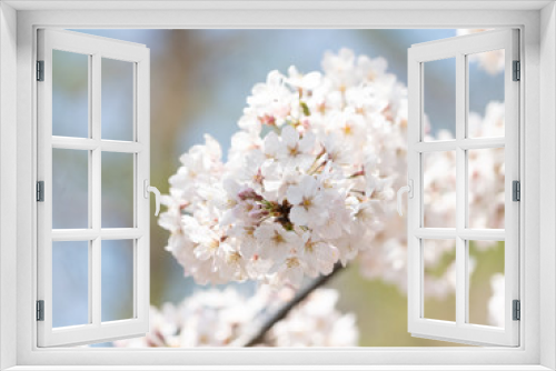 Fototapeta Naklejka Na Ścianę Okno 3D - Cherry Blossom Close Up, Japan