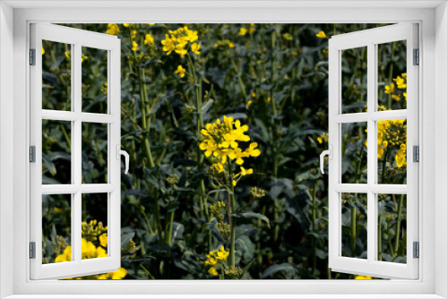 Fototapeta Naklejka Na Ścianę Okno 3D - Rapeseed spring crop on farmland in rural Hampshire, member of the family Brassicaceae and cultivated mainly for its oil rich seed