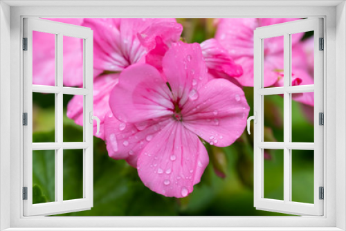 Fototapeta Naklejka Na Ścianę Okno 3D - Pink pelargonium flower, known as geranium, pelargoniums, or storksbill