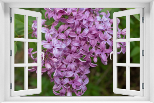 Fototapeta Naklejka Na Ścianę Okno 3D - Lilac Collection