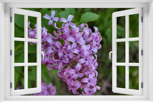 Fototapeta Naklejka Na Ścianę Okno 3D - Lilac Collection
