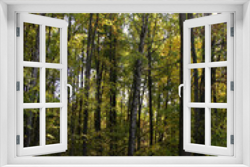 Fototapeta Naklejka Na Ścianę Okno 3D - Beautiful trees in the autumn forest