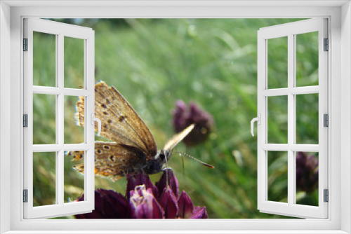 Fototapeta Naklejka Na Ścianę Okno 3D - moth drinks the nectar