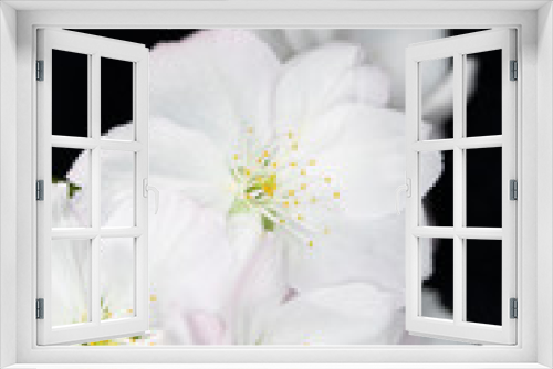 Fototapeta Naklejka Na Ścianę Okno 3D - Close Up Macro Of  White Tree Blossom Flowers