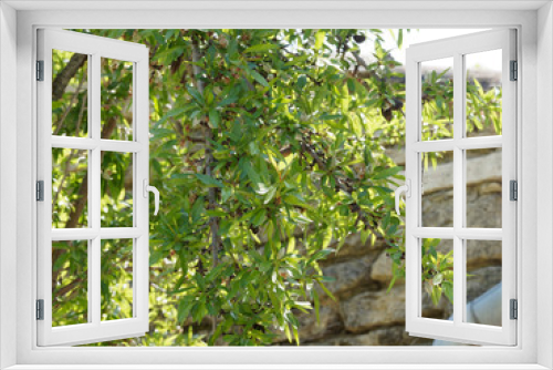 Fototapeta Naklejka Na Ścianę Okno 3D - Amandier de Provence (Prunus dulcis) 