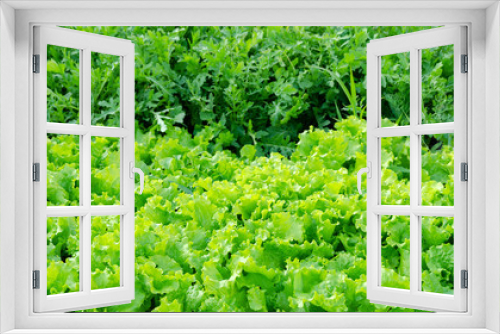Fototapeta Naklejka Na Ścianę Okno 3D - salad of arugula the sun