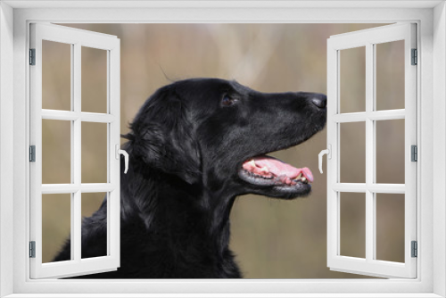 Fototapeta Naklejka Na Ścianę Okno 3D - portrait de flat coated retriever