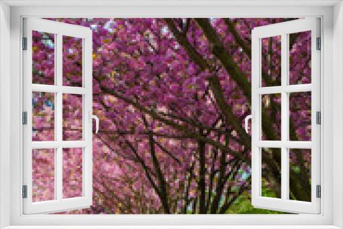 Fototapeta Naklejka Na Ścianę Okno 3D - flowering cherry trees in the park - sakura
