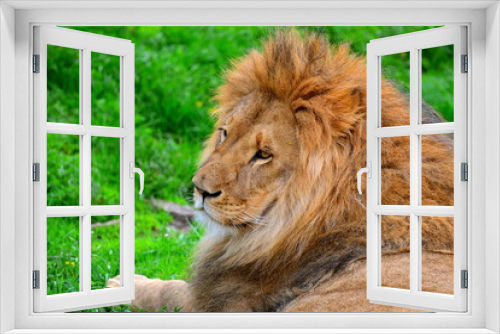 Fototapeta Naklejka Na Ścianę Okno 3D - Male lion laying on a fresh grass