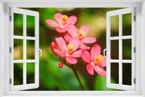 Fototapeta Naklejka Na Ścianę Okno 3D - flowers on a background