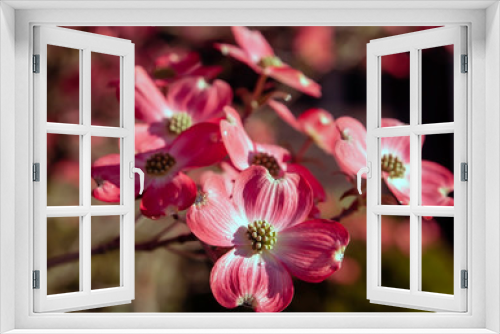 Fototapeta Naklejka Na Ścianę Okno 3D - Pink dogwood flower blossoms in bright spring time sunshine 