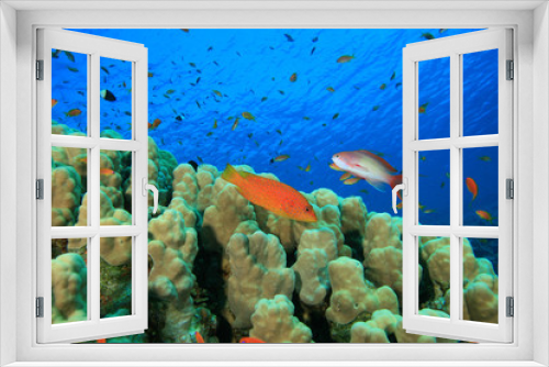 Fototapeta Naklejka Na Ścianę Okno 3D - Dome Coral with Grouper and Anthia fish