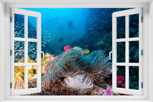 Fototapeta Naklejka Na Ścianę Okno 3D - SCUBA divers over a colorful tropical coral reef in Thailand