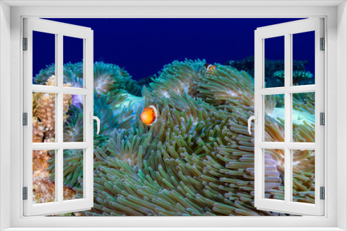 Fototapeta Naklejka Na Ścianę Okno 3D - A family of beautiful Clownfish on a tropical coral reef