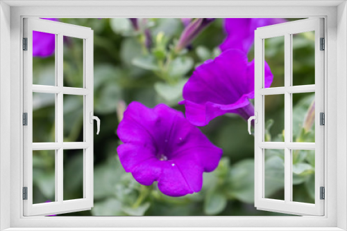 Fototapeta Naklejka Na Ścianę Okno 3D - close up of four o'clock or marvel of peru flower (Mirabilis jalapa)