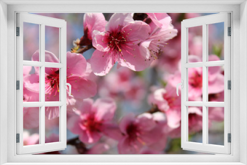 Fototapeta Naklejka Na Ścianę Okno 3D - pink cherry blossom flower in spring time over blue sky.