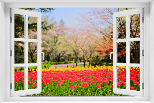 Fototapeta Naklejka Na Ścianę Okno 3D - チューリップ　桜の背景