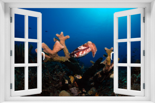 Fototapeta Naklejka Na Ścianę Okno 3D - Broadclub cuttlefish - Sepia latimanus. Komodo National Park.