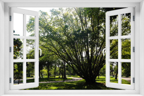 Fototapeta Naklejka Na Ścianę Okno 3D - Beautiful green tree, plants, forest and flowers in the outdoor gardens and parks