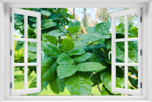 Fototapeta Naklejka Na Ścianę Okno 3D - Beautiful green tree, plants, forest and flowers in the outdoor gardens and parks