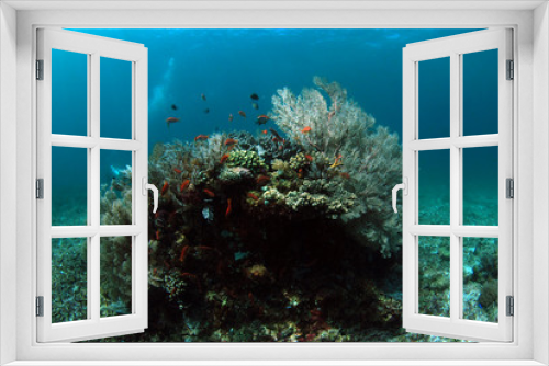 Fototapeta Naklejka Na Ścianę Okno 3D - Corals and fish. Komodo island, Indonesia.