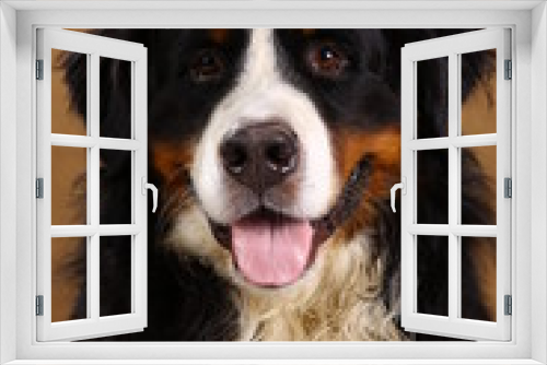 Fototapeta Naklejka Na Ścianę Okno 3D - Bernese mountain dog sitting in studio on brown blackground and looking at camera