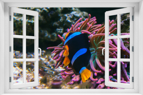 Fototapeta Naklejka Na Ścianę Okno 3D - clown fish in sea anemone at the bottom of the sea