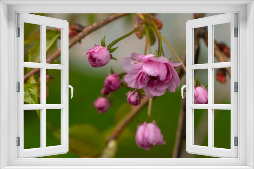Fototapeta Naklejka Na Ścianę Okno 3D - pink flowers on a tree in spring