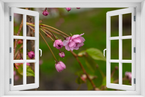 Fototapeta Naklejka Na Ścianę Okno 3D - flowering tree branch