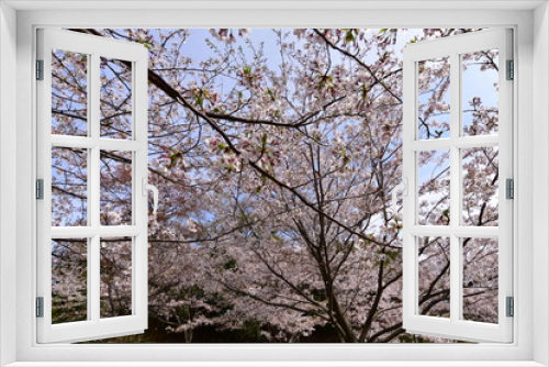 Fototapeta Naklejka Na Ścianę Okno 3D - 日本の春の満開の桜の花