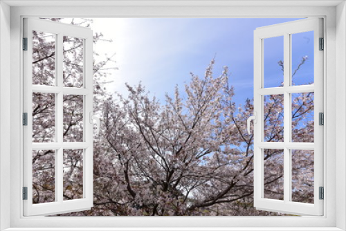 Fototapeta Naklejka Na Ścianę Okno 3D - 日本の春の満開の桜の花