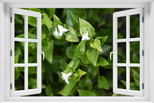 Fototapeta Naklejka Na Ścianę Okno 3D - Wandering Jew flowers