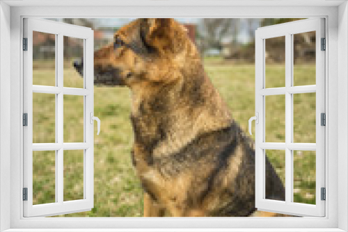 Fototapeta Naklejka Na Ścianę Okno 3D - Deutscher Schäferhund